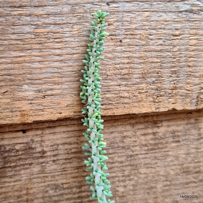 D6487 CERARIA NAMAQUENSIS GRAFT. pot9-H47-W8 cm MaMa Cactus