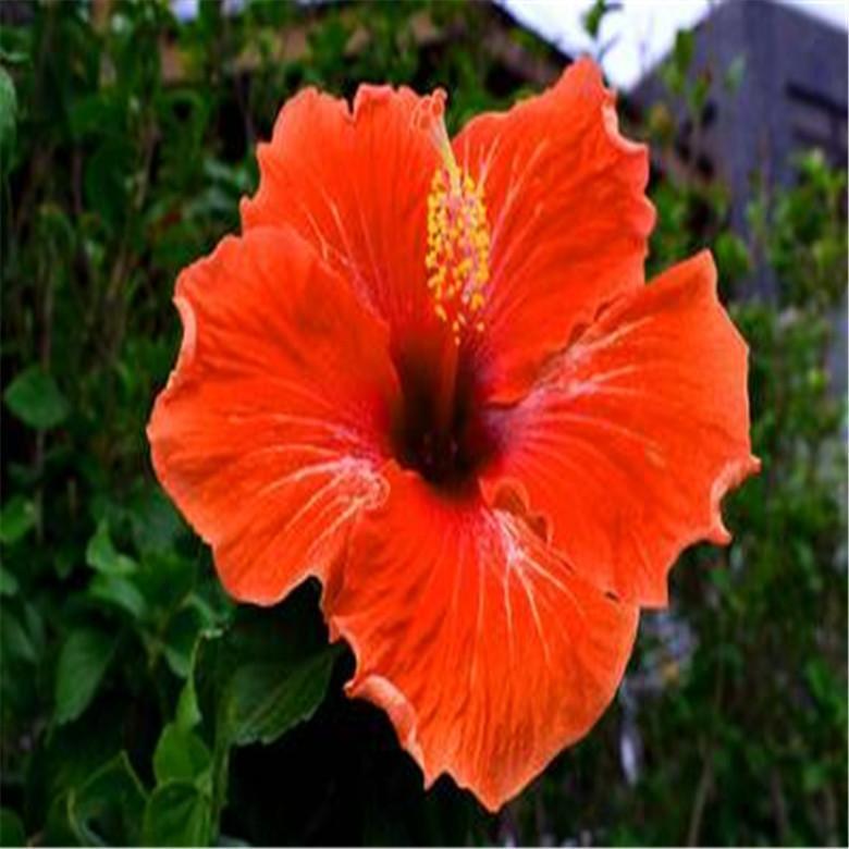 (10) HIBISCUS SEEDS perennial flower garden bed bush plant USA SELLER W/TRACK