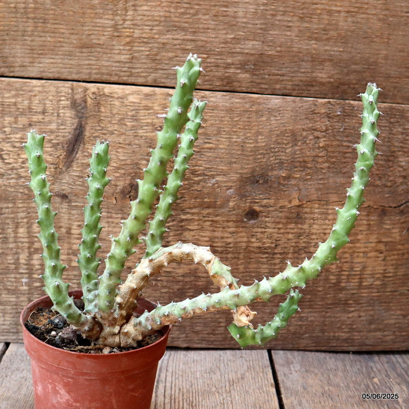 D4445 EUPHORBIA SP. pot10-H22-W21 cm MaMa Cactus
