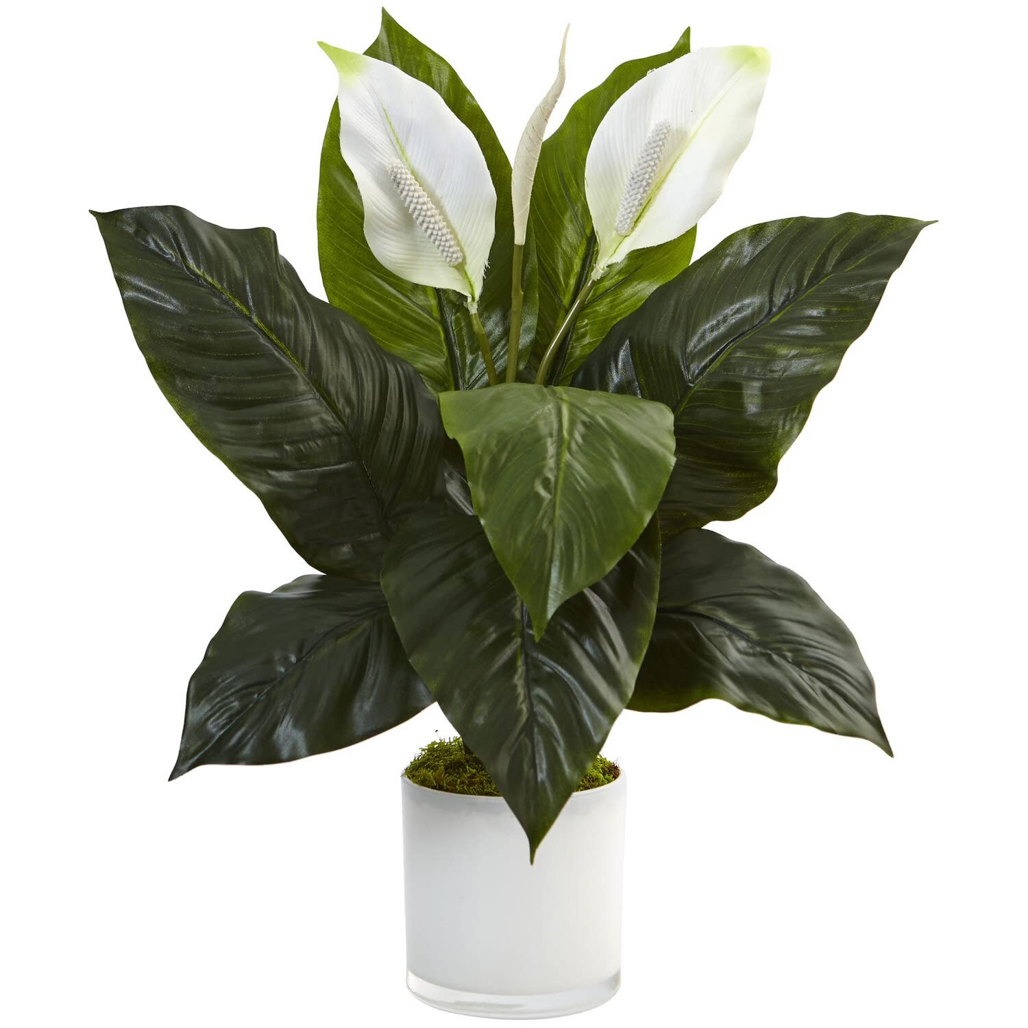 Nearly Natural Spathiphyllum Artificial Flowering Peace Lily in Glossy Glass Pla