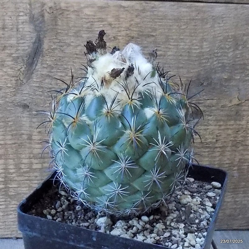 D5435 CORYPHANTHA CORNIFERA pot12-H11-W10 cm MaMa Cactus