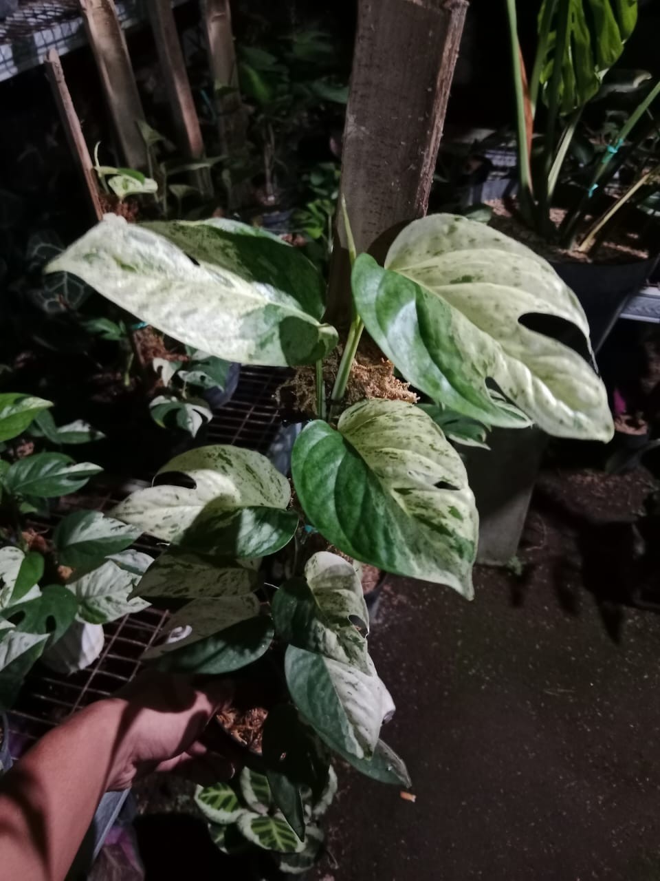 Epipremnum Pinnatum Marble Variegata Rare Variegated Aroid Plant