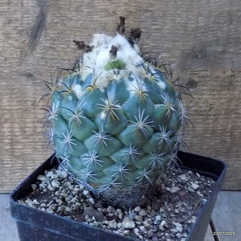 D5435 CORYPHANTHA CORNIFERA pot12-H11-W10 cm MaMa Cactus
