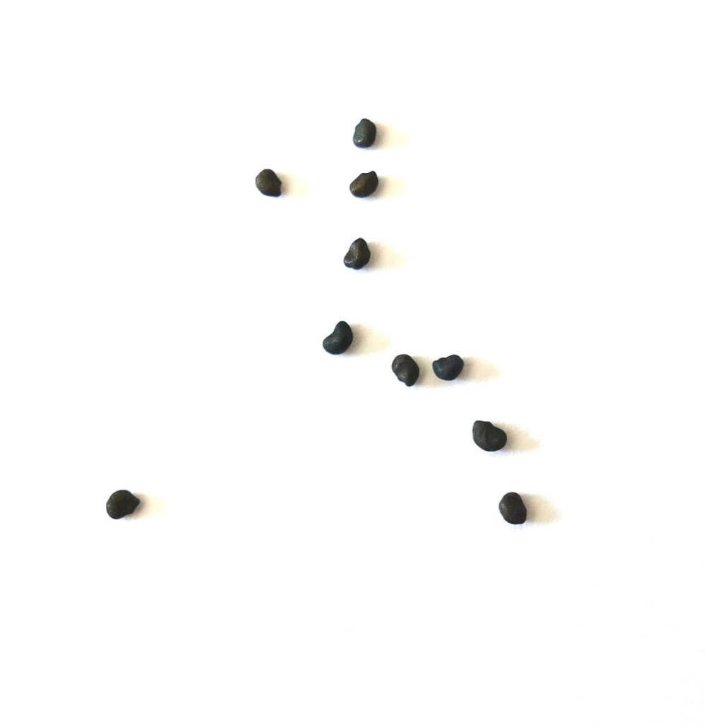 Ferocactus viridescens var. viridescens SEEDS – Rare Cactus SEEDS