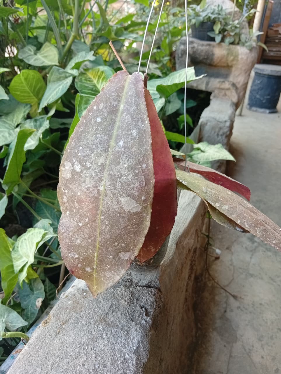 Real Picture Hoya Undulata Red Splash