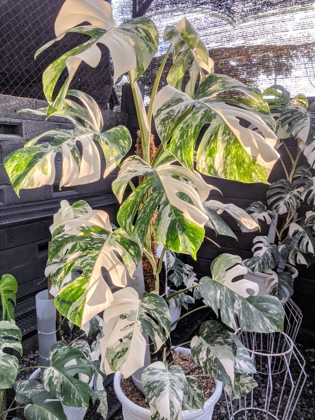 Monstera White Tiger Holland Variegated Real Picture Large Size