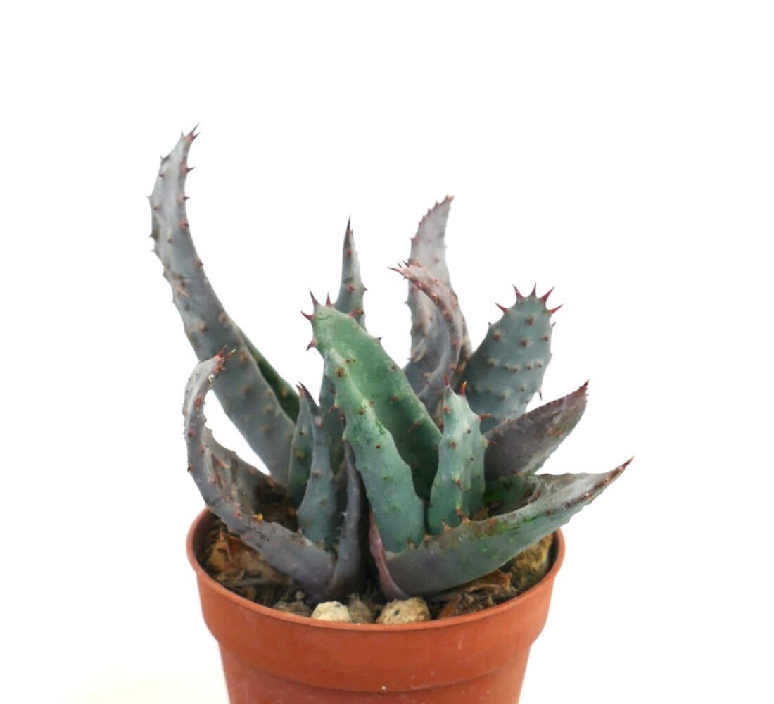 Aloe spectabilis BLUE FORM full pot K3R – Spectacular aloe | Tree aloe