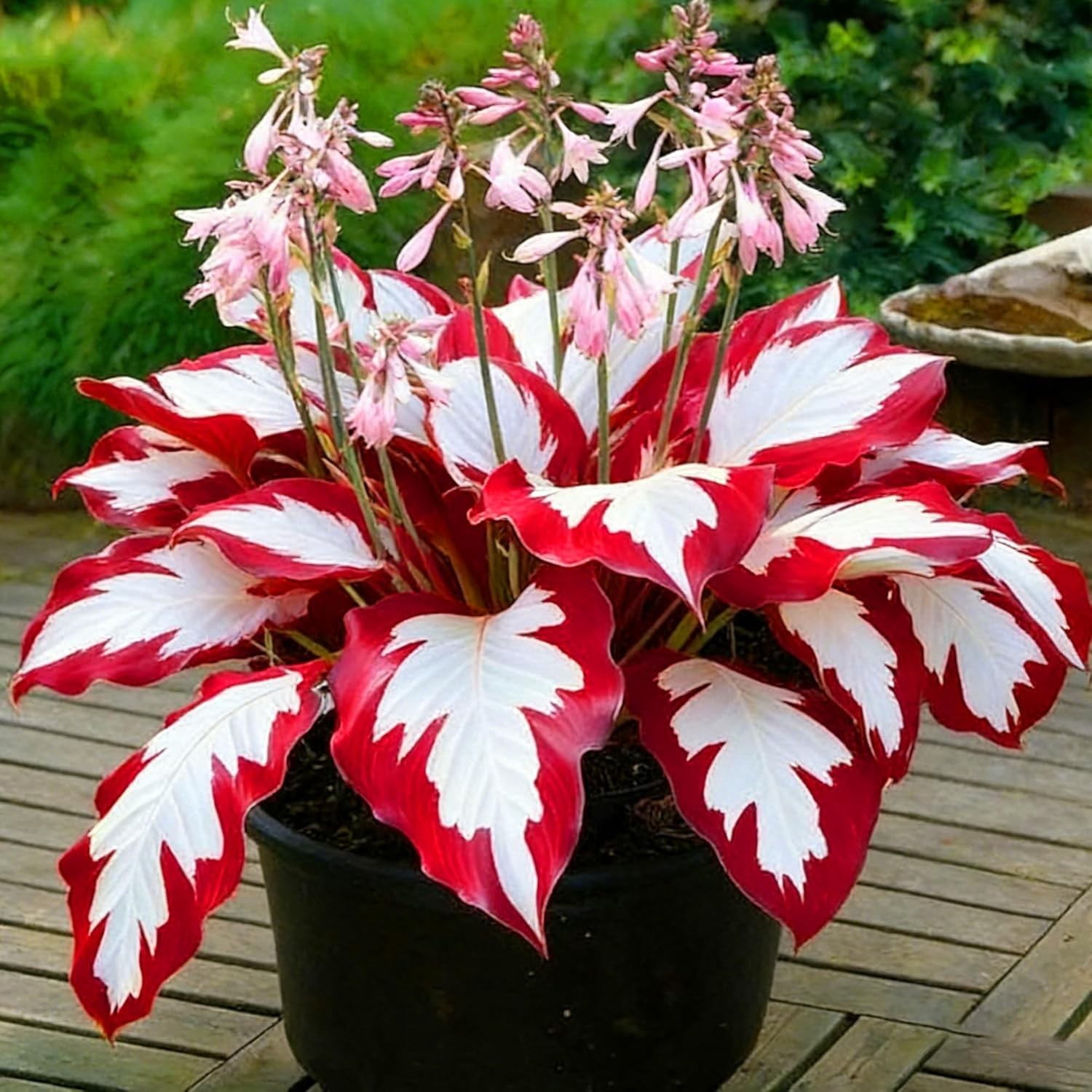 Hosta Seeds for Planting, 210+pcs Rare Perennial Hosta Flower Seeds Plants, Non-