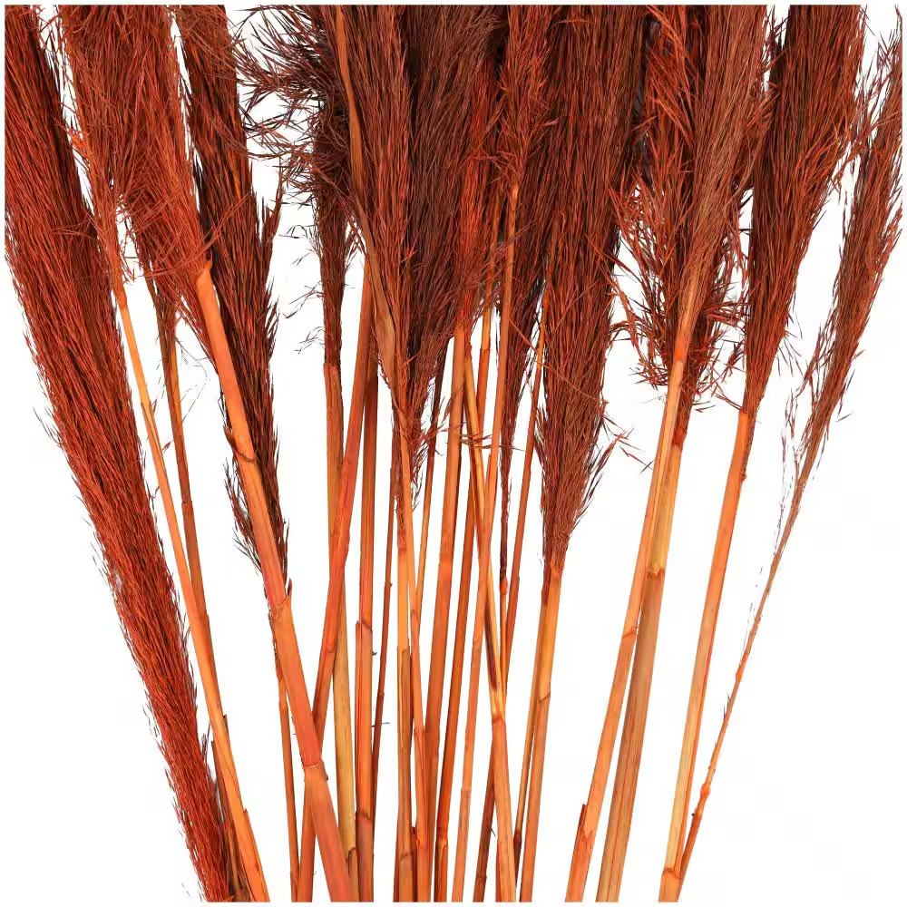 35 In. Tall Pampas Grass Natural Foliage (1 Bundle)