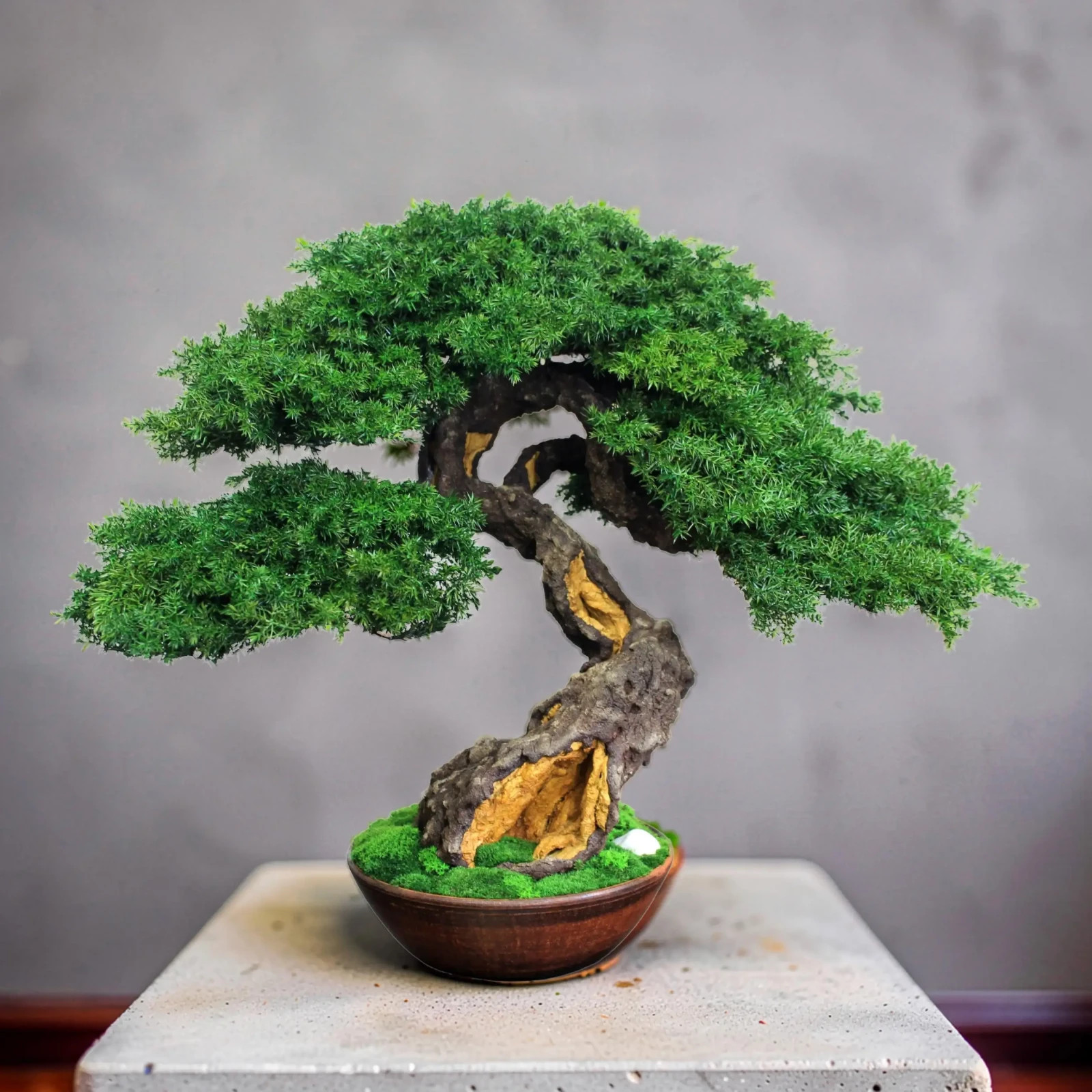 Exclusive Preserved Juniper Bonsai – Interior Art Sculpture. 37 cm / 14,6″