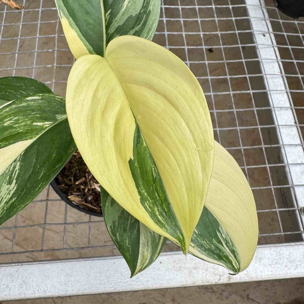 Real Pict Scindapsus Blue Albo Rare Plant