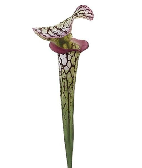 26″ Pitcher Plant Stem. Natural Touch