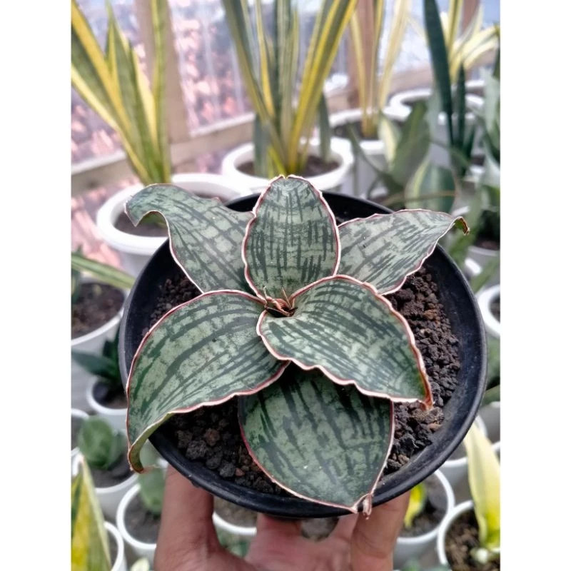 Sansevieria Cleopatra Rare Snake Live Exotic Plant PL040