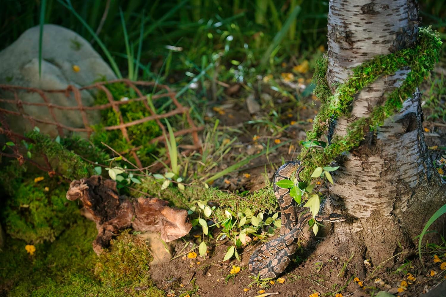 Galápagos (05266) Mossvine, Real Moss Vine, 12FT, Green
