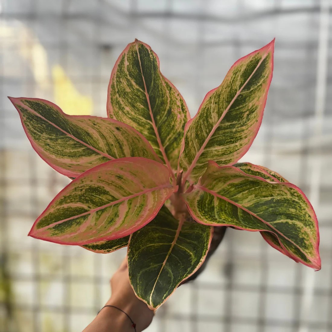 Real Picture Aglaonema Dejavu