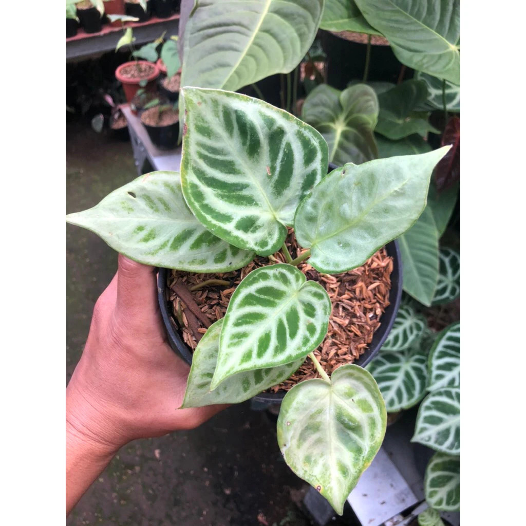 Anthurium silver Chrome Mutation Unique Live Tropical Exotic Plant Rare PL158