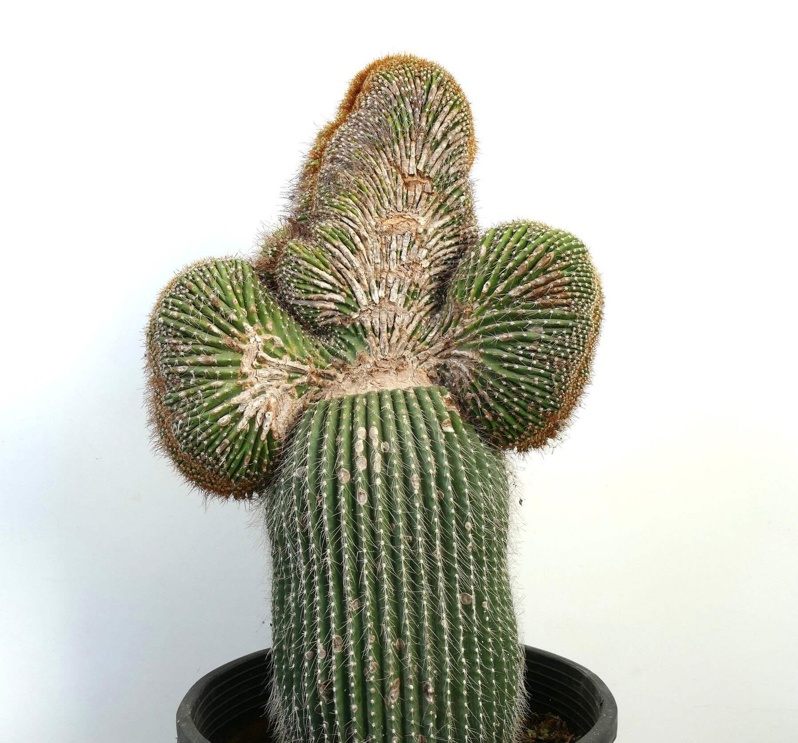 Carnegiea polylopha SAGUARO CRESTED 65x40cm – WILD no copiapoa cinerea