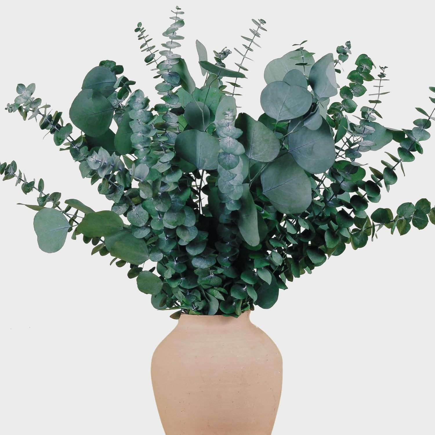 22 Pcs Large Dried Eucalyptus & Silver Dollar Leaves Bundle – Natural Real Fresh