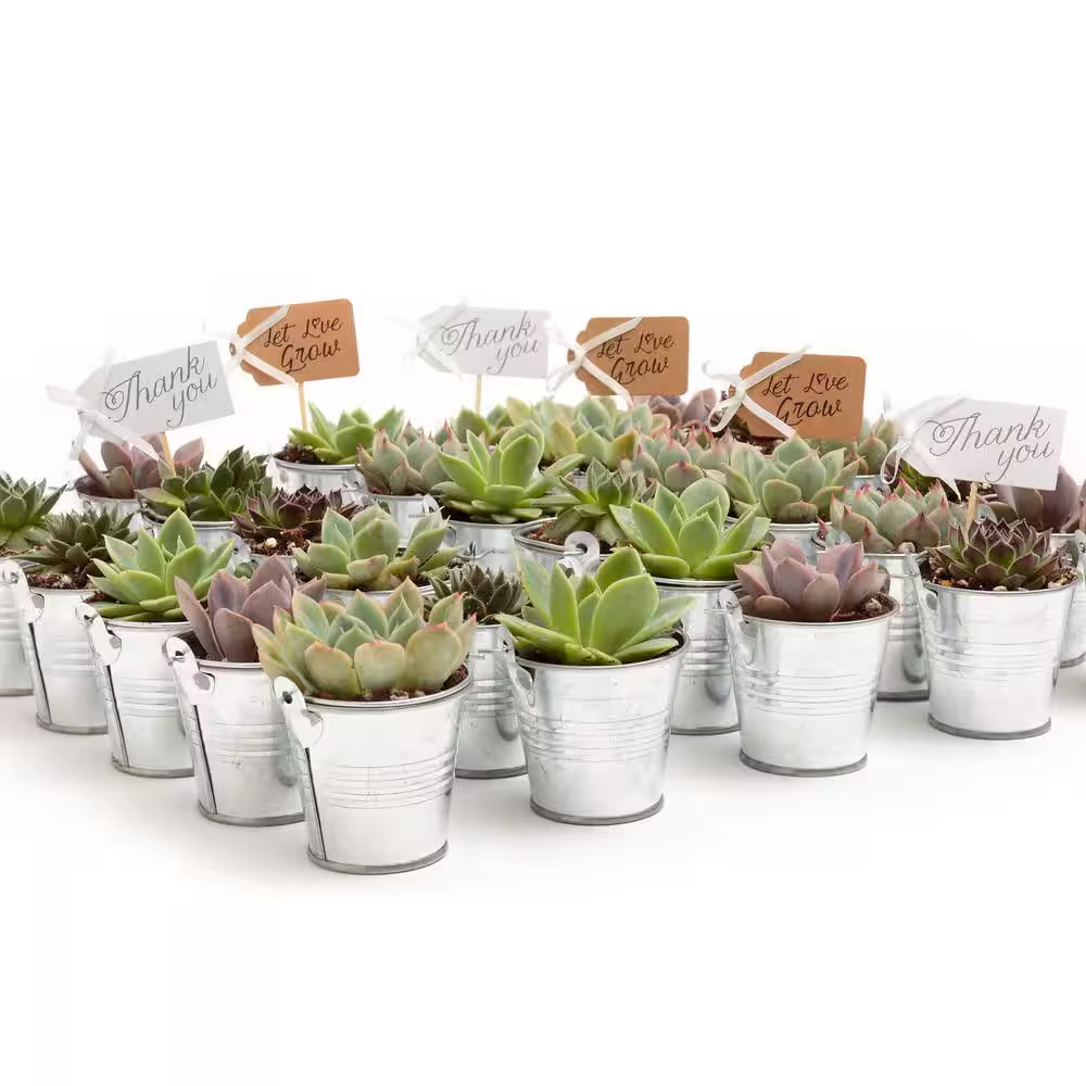 2 In. Wedding Event Rosette Succulents Plant with Tin Metal Pails and Let Love G