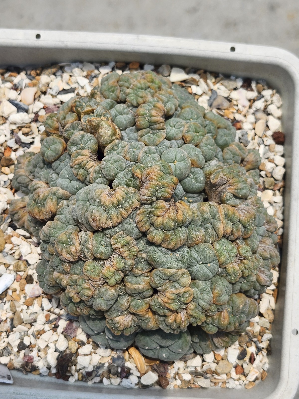 Large RARE crested cactus, self pollinating, shown in 6″ pot