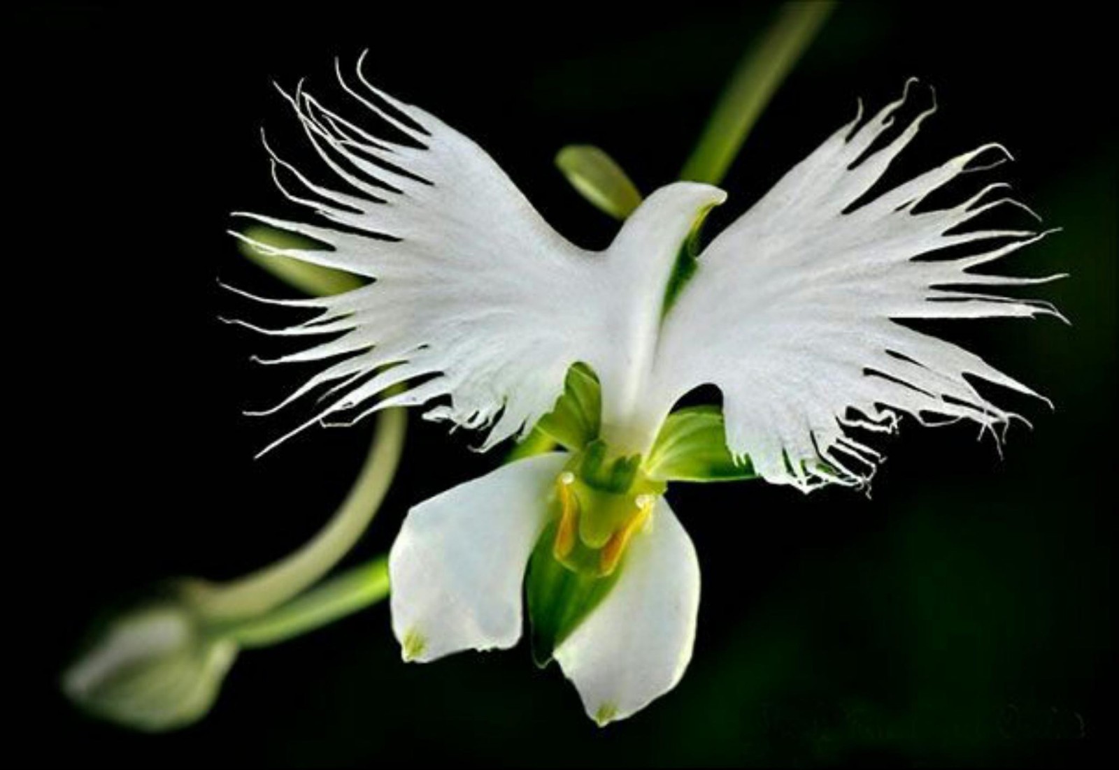 WHITE EGRET ORCHID FLOWER Habenaria Radiata Viable Seeds Plant Garden