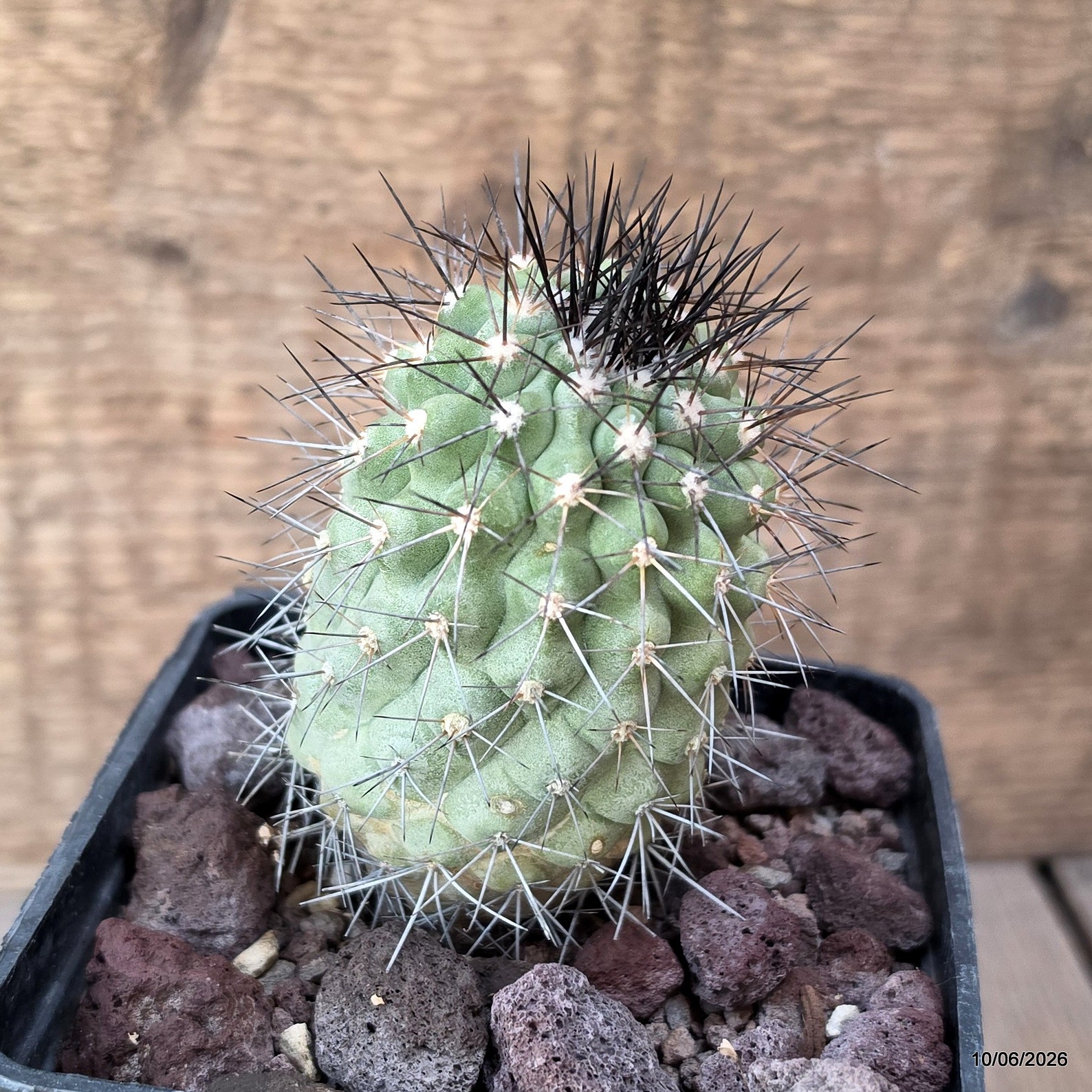 D3541 COPIAPOA TENEBROSA pot10-H9-W5 cm MaMa Cactus