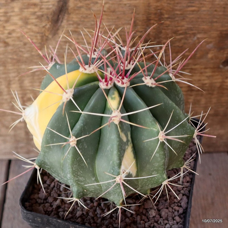 D5210 FEROCACTUS STAINESII VARIEGATED pot12-H12-W13 cm MaMa Cactus