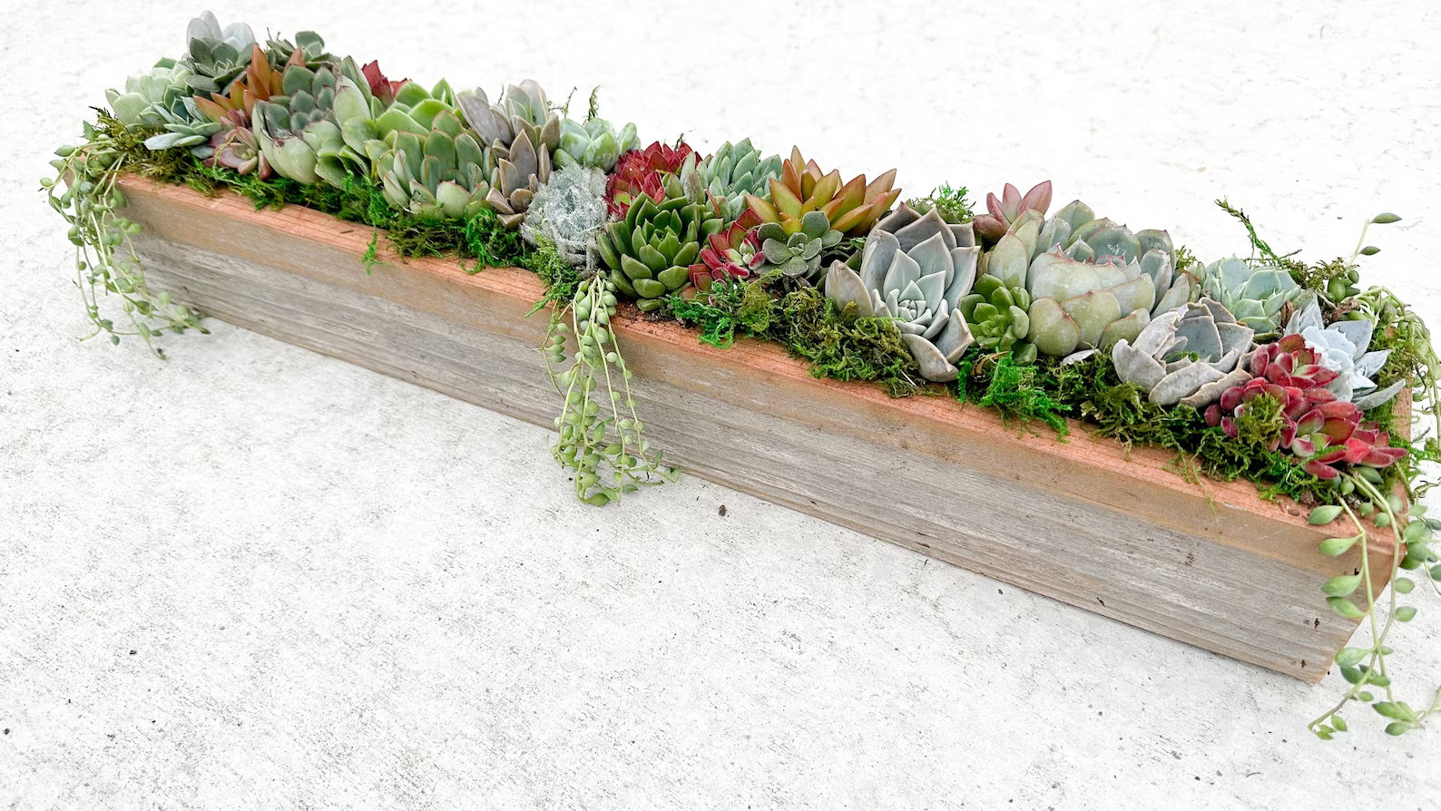Live Succulent Arrangement Planter, Real Succulents, Centerpiece, Sympathy Gift