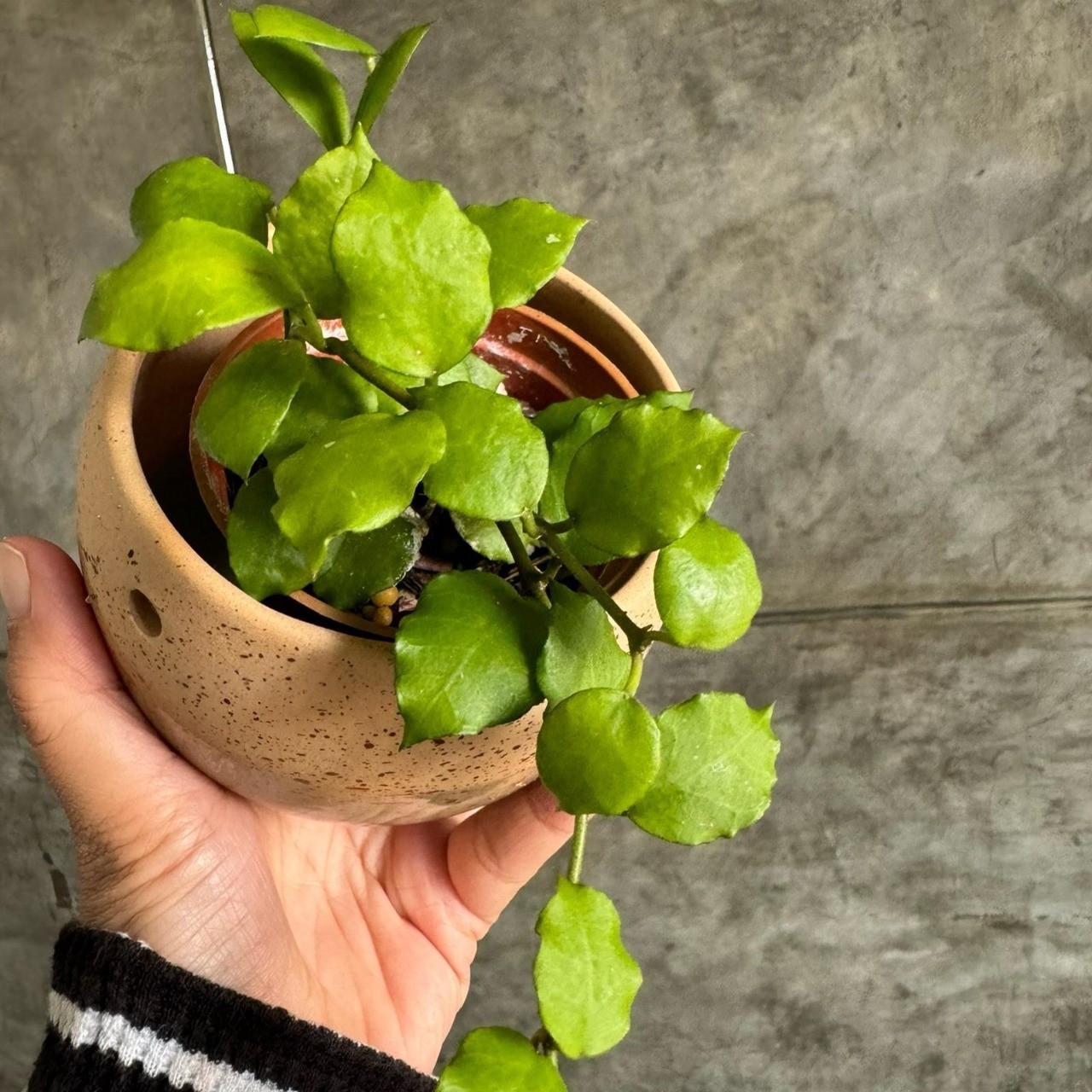 Real Pict Hoya Endauensis Green Rare Plant