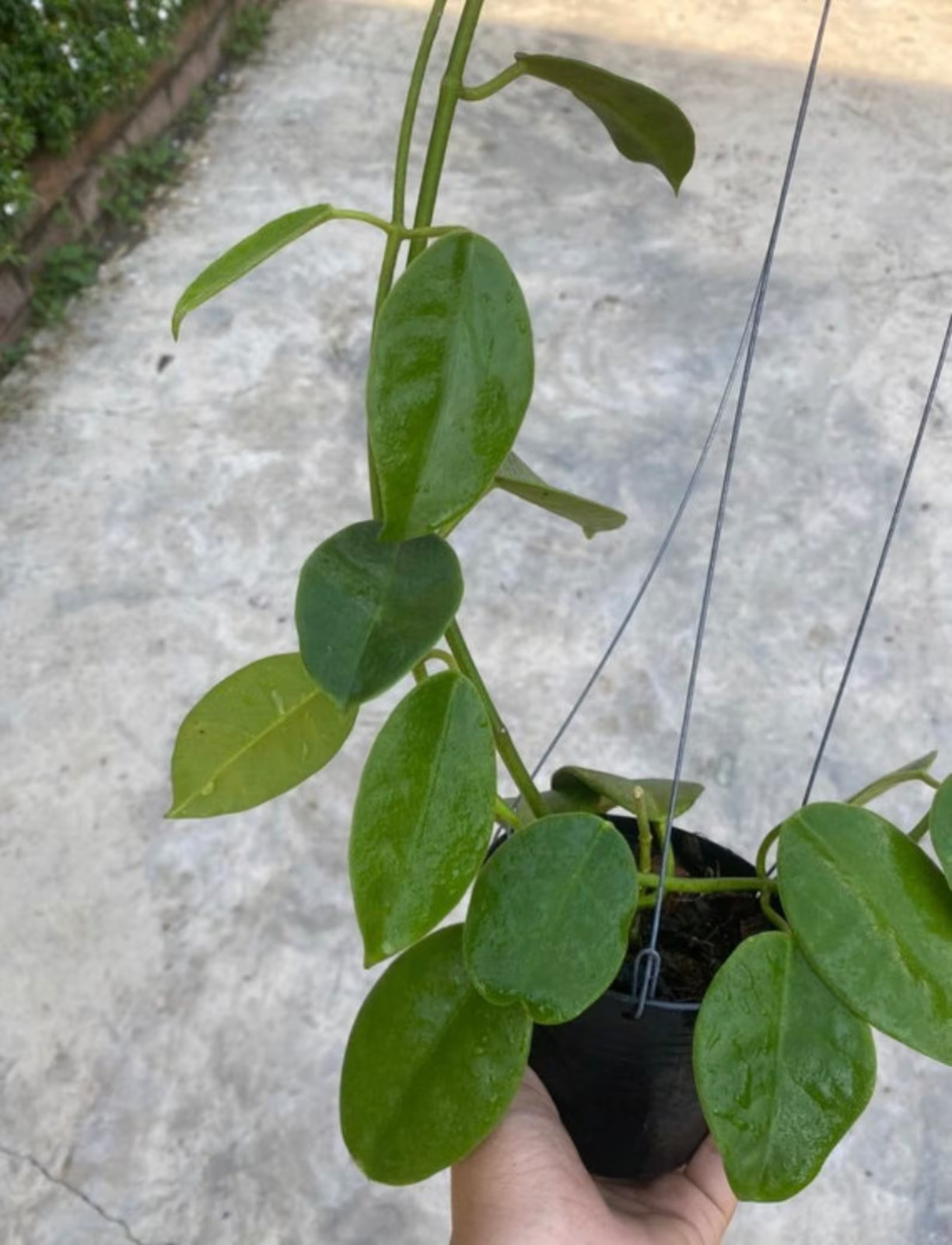 Real Pict Hoya Lauterbachii Sp Papua Rare Plant