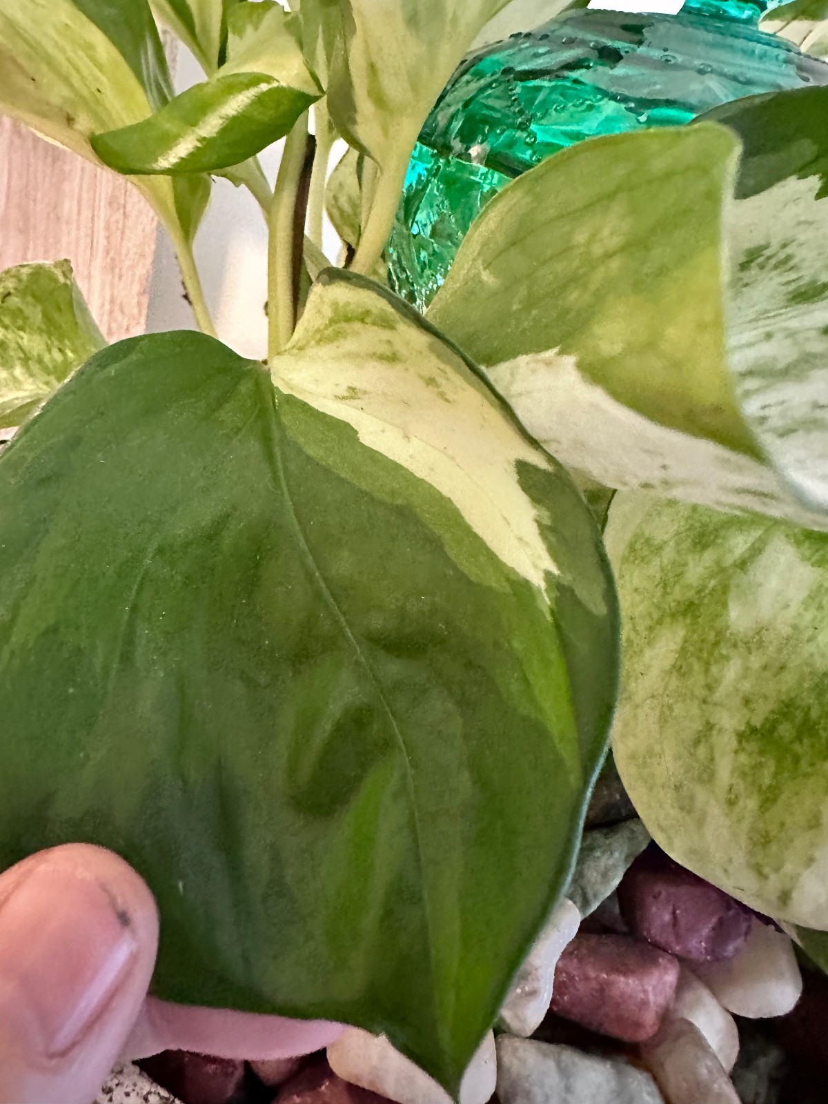 Marble Queen Pothos Cutting Live Plant Unrooted Epipremnum Aureum Cutting