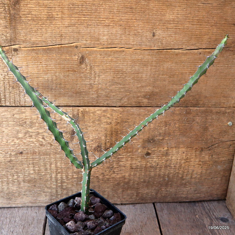 D4728 EUPHORBIA GLOCHIDIATA pot10-H37-W32 cm MaMa Cactus