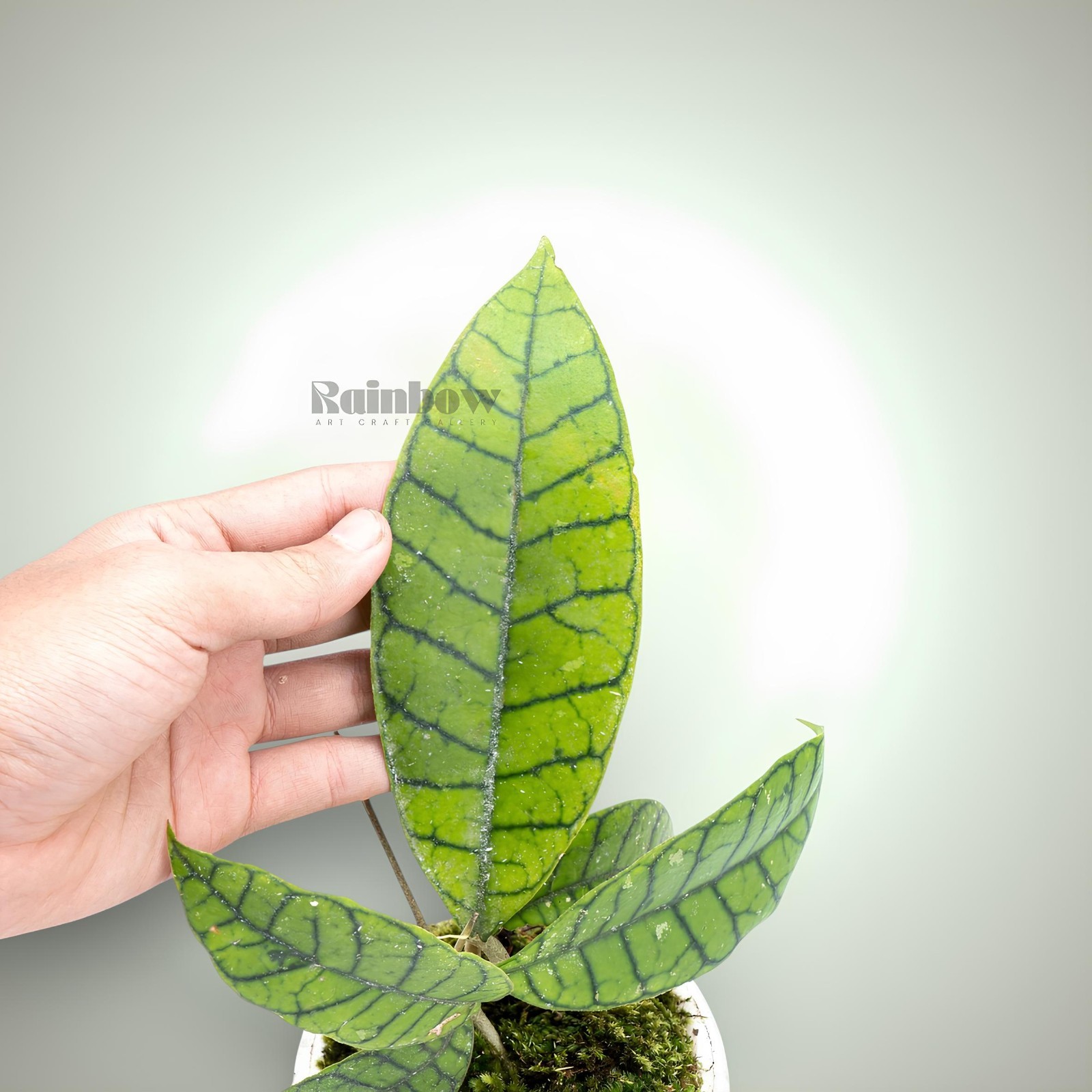 Hoya Callistophylla Sp Borneo Jungle Plant