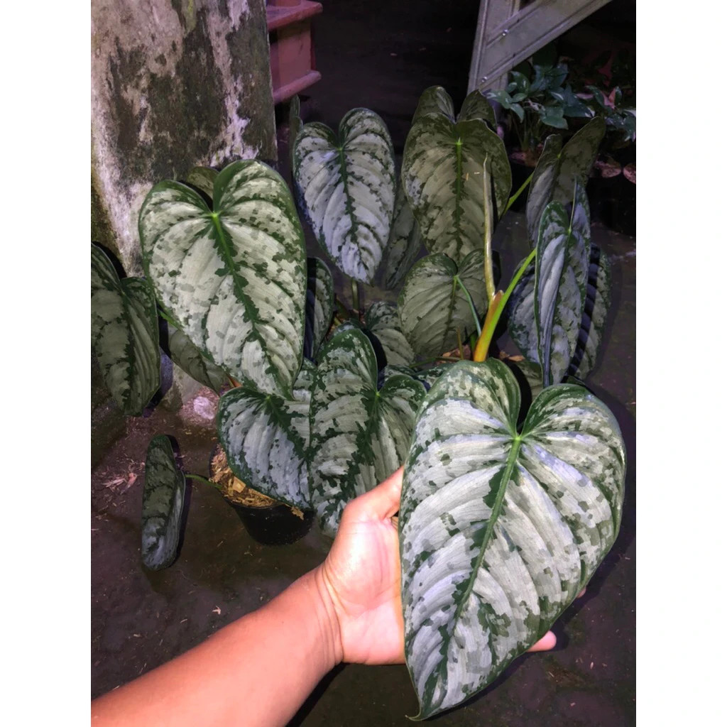 Philodendron Brandtianum Mature Size Live Tropical Plant PL118