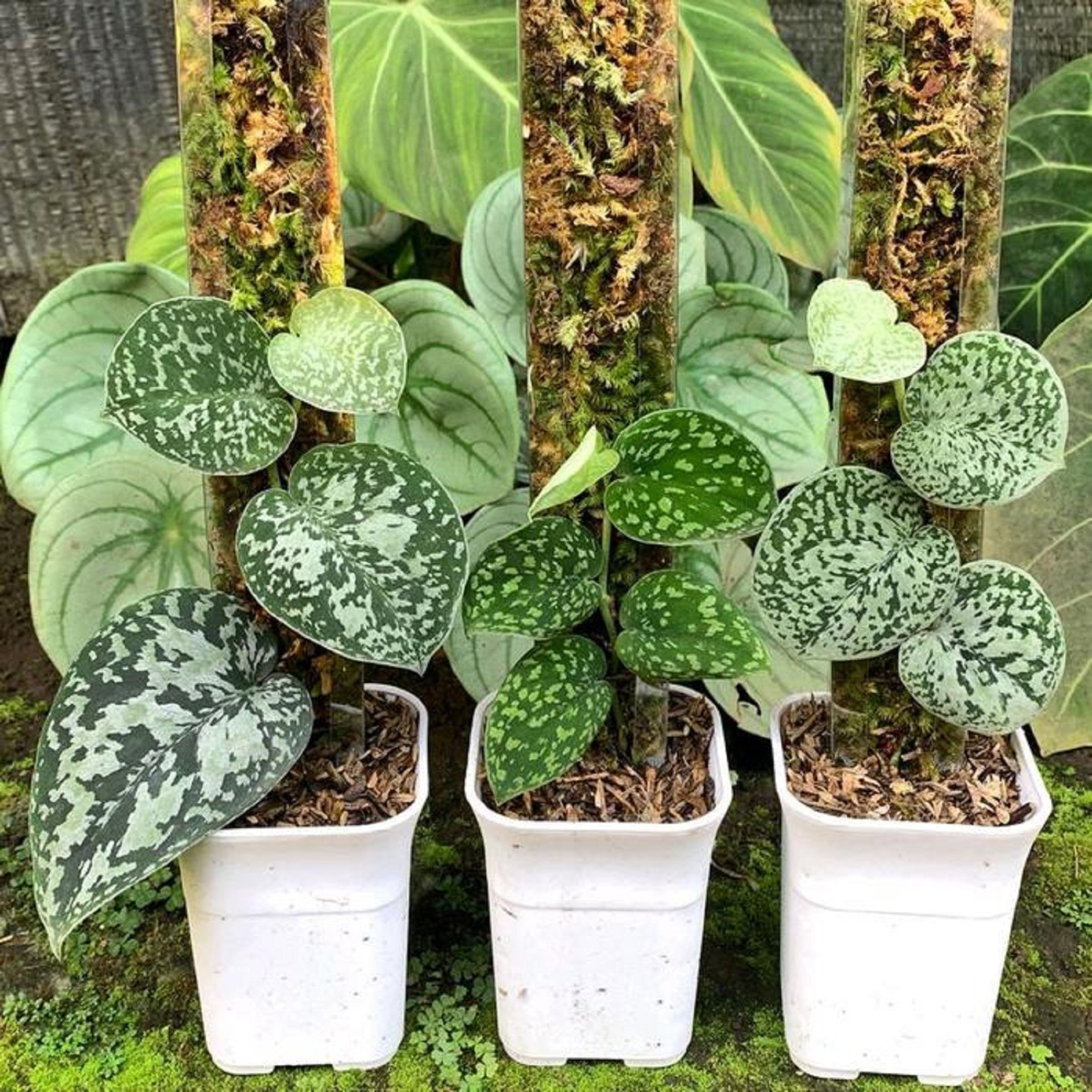 Scindapsus Tricolour Silver Platinum Rare Plant Variegated Silver Aroid Exotic