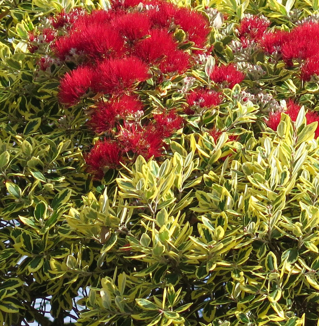 Metrosideros excelsa VARIEGATED – New Zealand Christmas tree | Pohutukawa