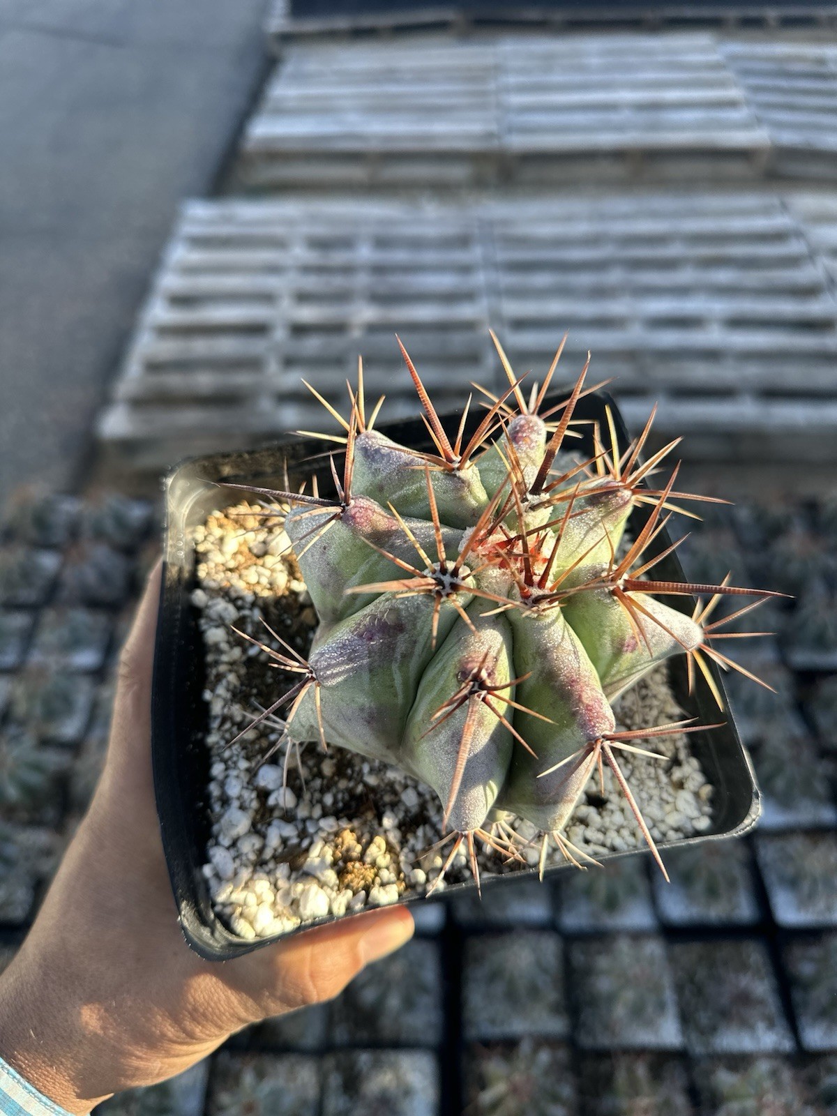 Echinocactus ingens var. grandis 6”