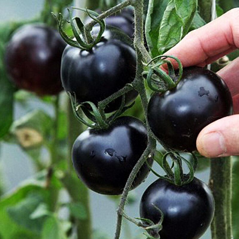 100Pcs Black Cherry Tomatoes seeds (Vibrant, exotic and sweet)