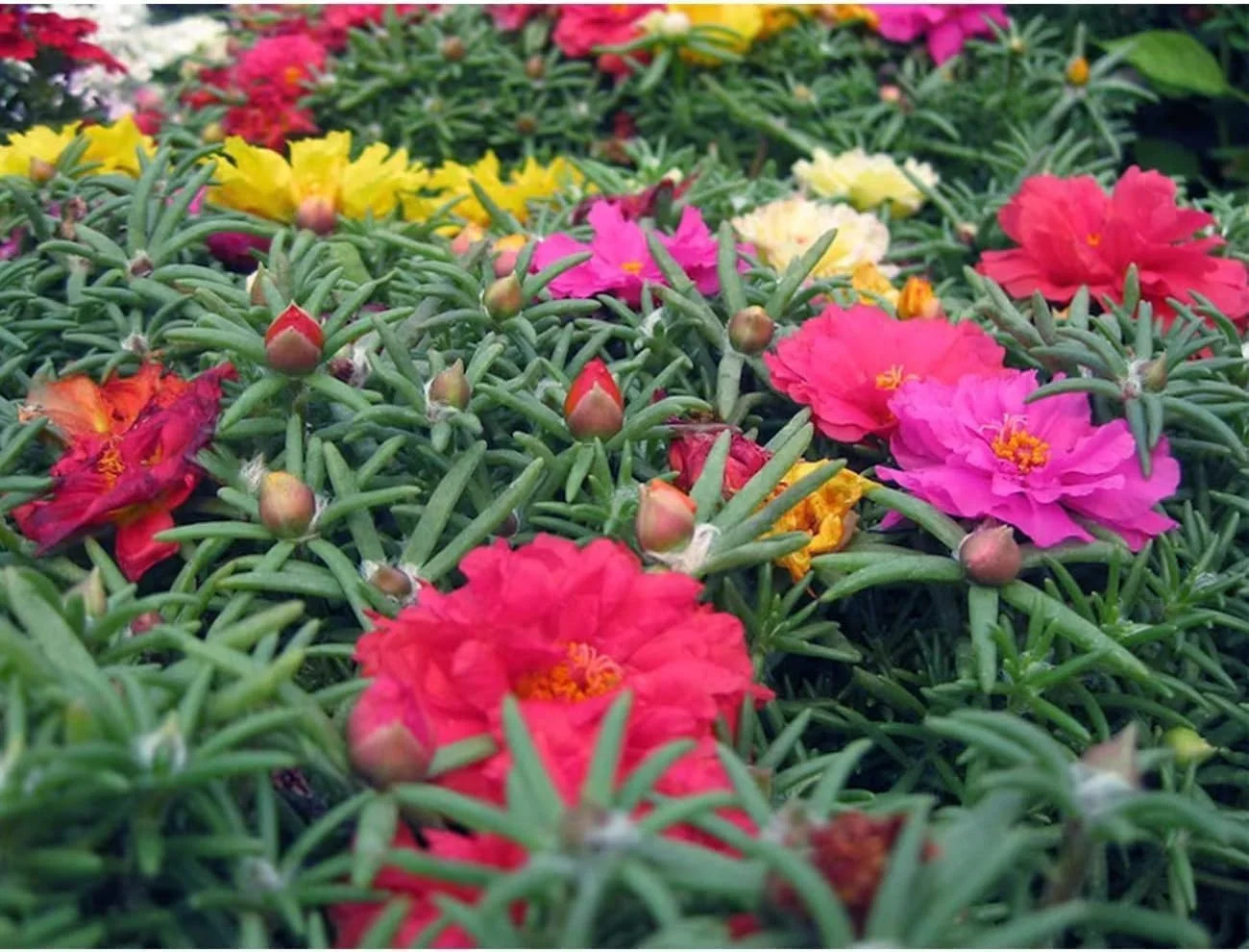 10000 Mixed Moss Rose Seeds – HOA Mười Giờ – AKA. Portulaca Grandiflora Mix, Mos