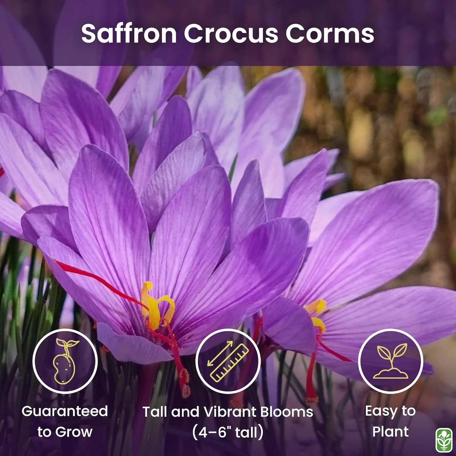 20 Jumbo Saffron Sativus Crocus Corms for Planting – Large 9/10 cm Saffron Crocu