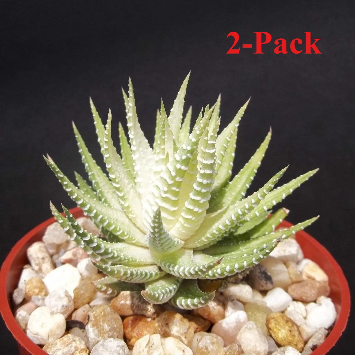 2 Pcs Haworthia Fasciata Attenuata Rare Succulent Plant Exotic Cactus Rare Plant
