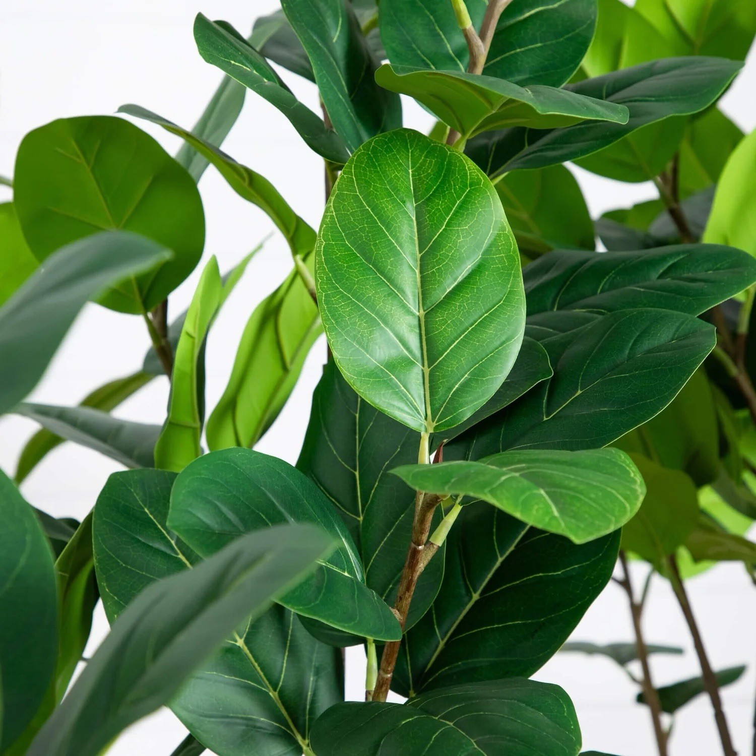 6’ Artificial Grand Audrey Ficus Leaf Tree in White Planter. Retail $435