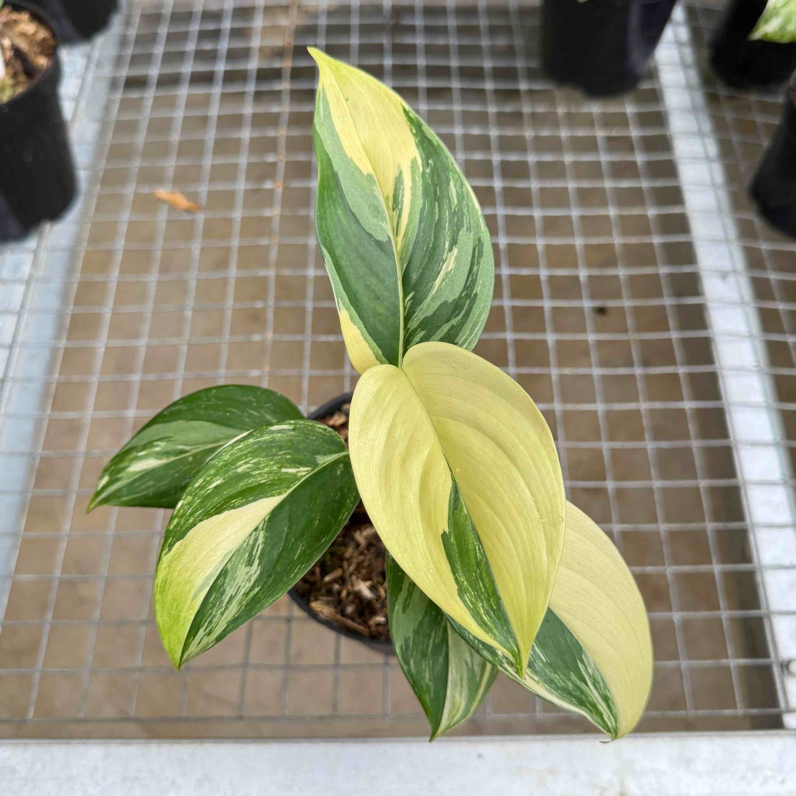 Real Pict Scindapsus Blue Albo Rare Plant