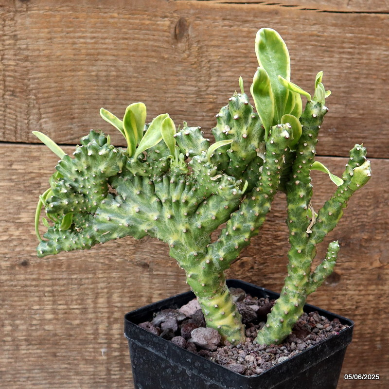D4459 EUPHORBIA NERIFOLIA CRESTED VARIEGATED pot12-H18-W25 cm MaMa Cactus