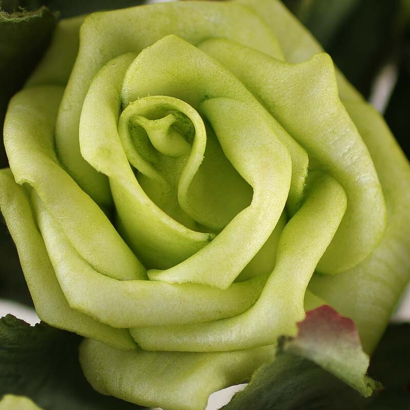 Sweet Bundle of Colorful Key Lime Green Roses