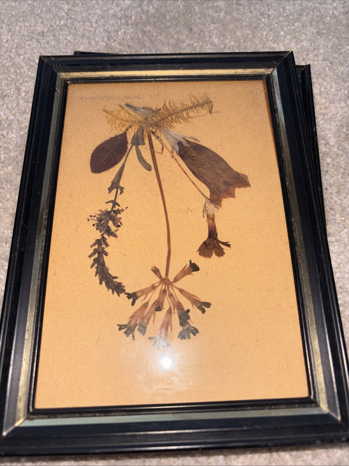 Vintage WW2 Set 4 Pressed Flowers Etc 5/7 Framed