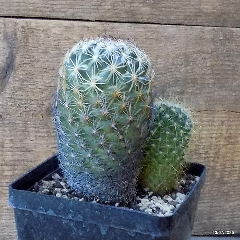 D5437 CORYPHANTHA IMPEXICOMA pot12-H14-W11 cm MaMa Cactus