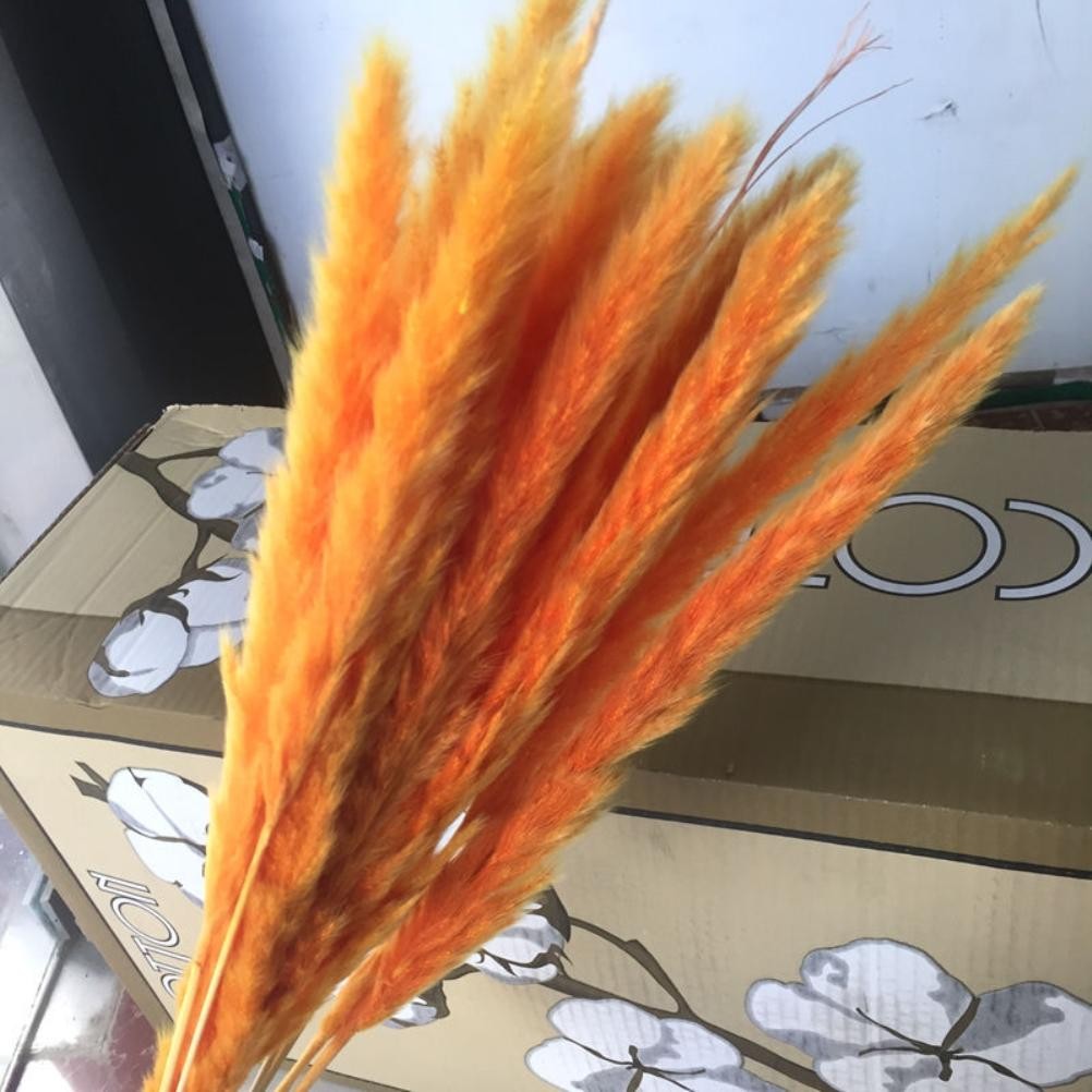 15 Natural Small Pampas Grass Photography Props For Home Decor Easy To Use