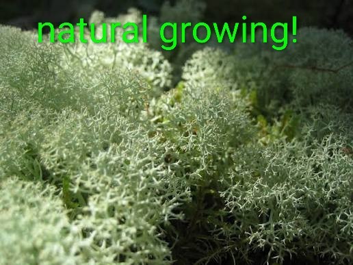 1 Square Foot Of Natural Reindeer Moss Spring Green For Decor. Model Terrarium