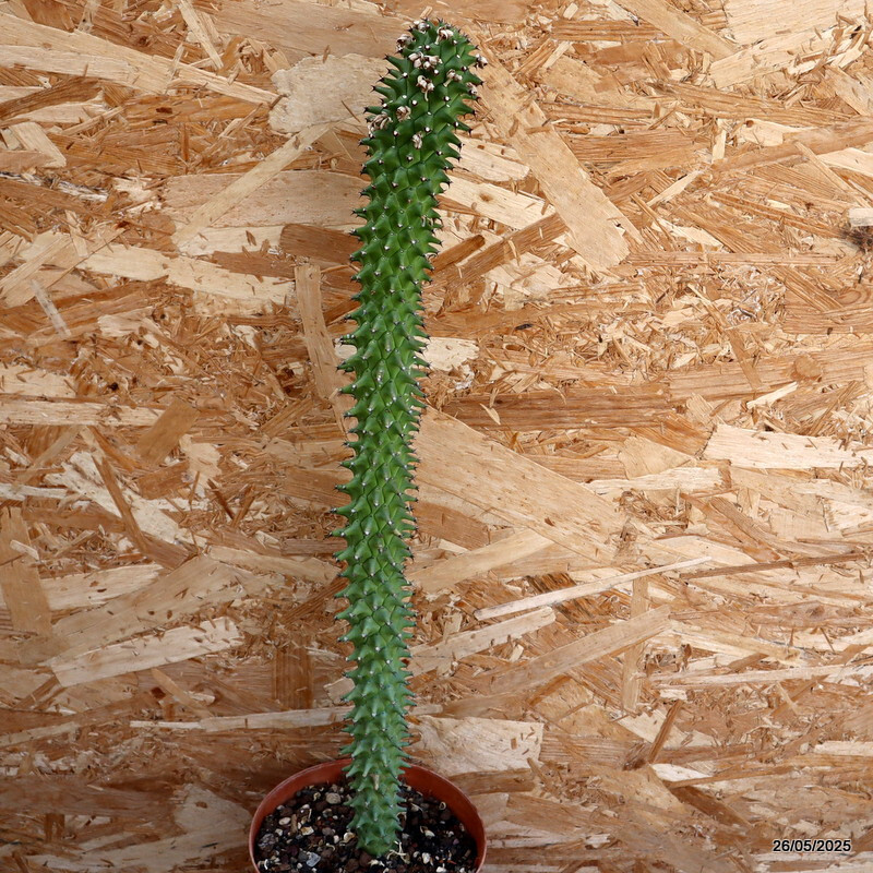 D4393 EUPHORBIA SCHUBEI pot15-H52-W6 cm MaMa Cactus